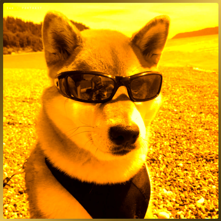 Golden Dog wearing shades